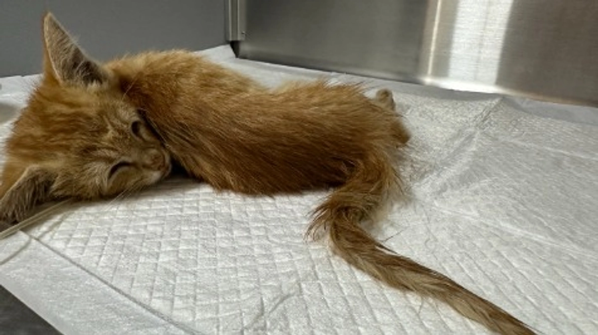 事故で瀕死だった朝顔ちゃん　７月