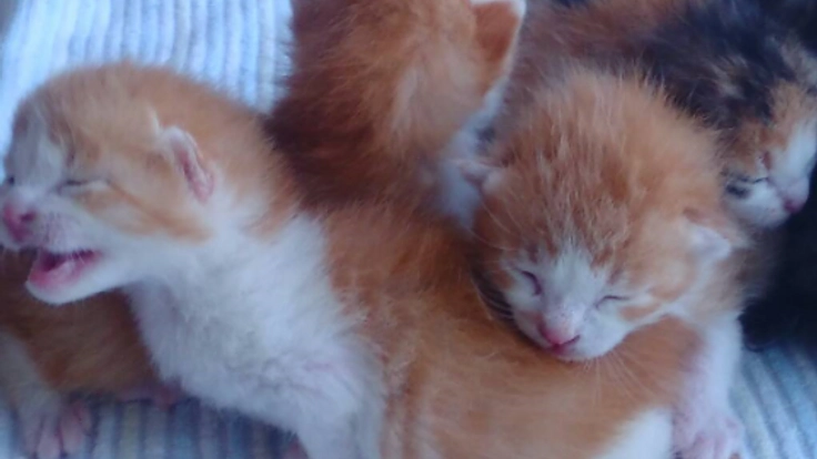 殺処分ゼロへの一歩。飼い主のいない猫へ不妊手術をしたい