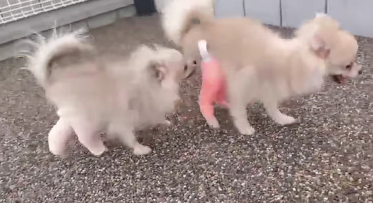 ★オタちゃんとソース★