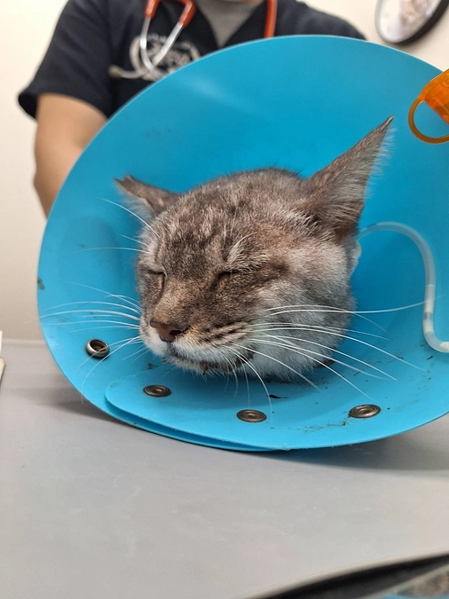 岡兵衛くんの最も良いように