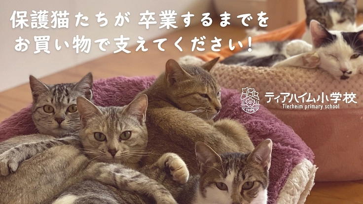 保護猫に未来を！キャットフード購入で保護施設を継続支援して下さい！