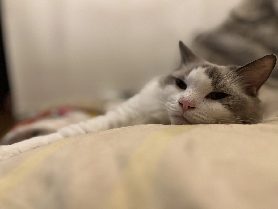 【12/11血液検査結果⇨12/12病院へ】