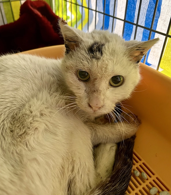 名付け親コースお名前決定