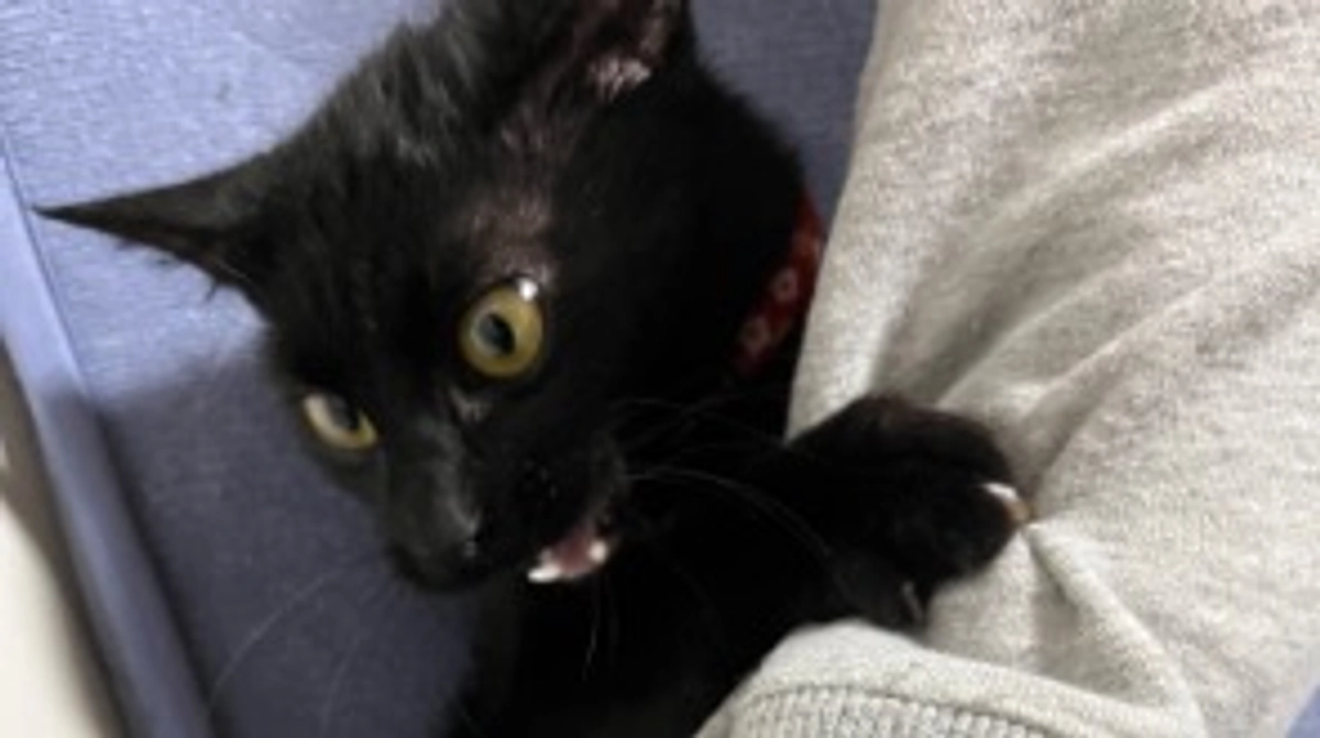 おはぎの近況報告