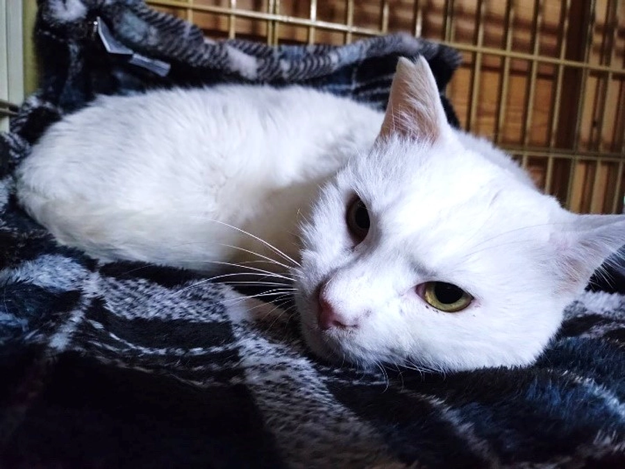 ヒョウくんの兄弟？白猫ユキくん