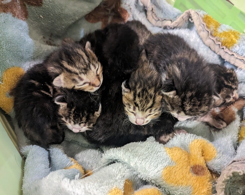 乳飲み子保護の季節です