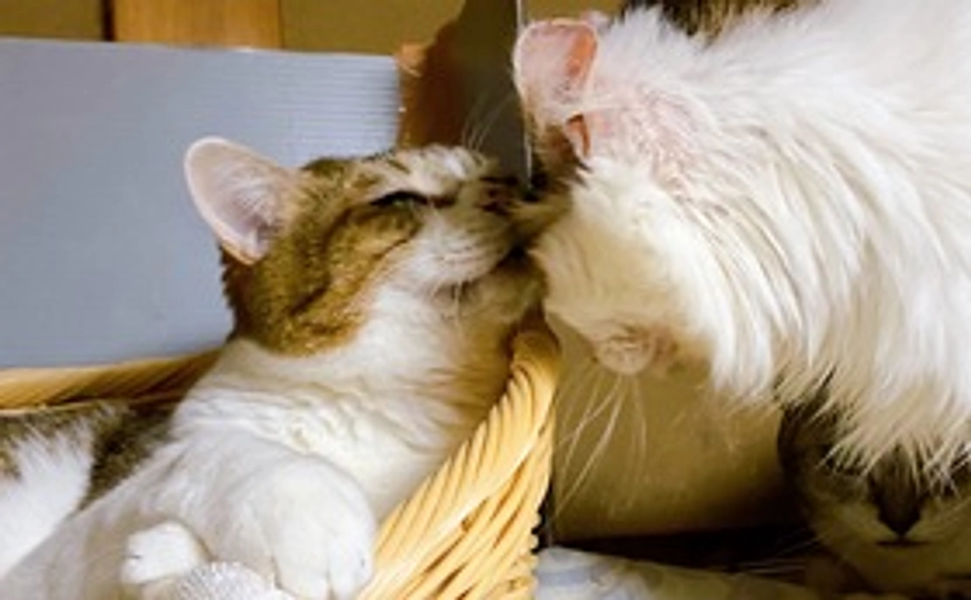 ★ 毎月応援 2222円コース