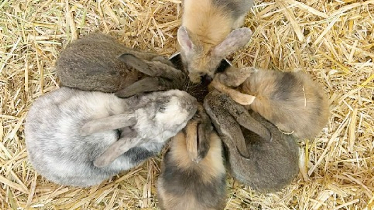 【ぴーちくパーク担当より】ウサギのこども、すくすく成長中！