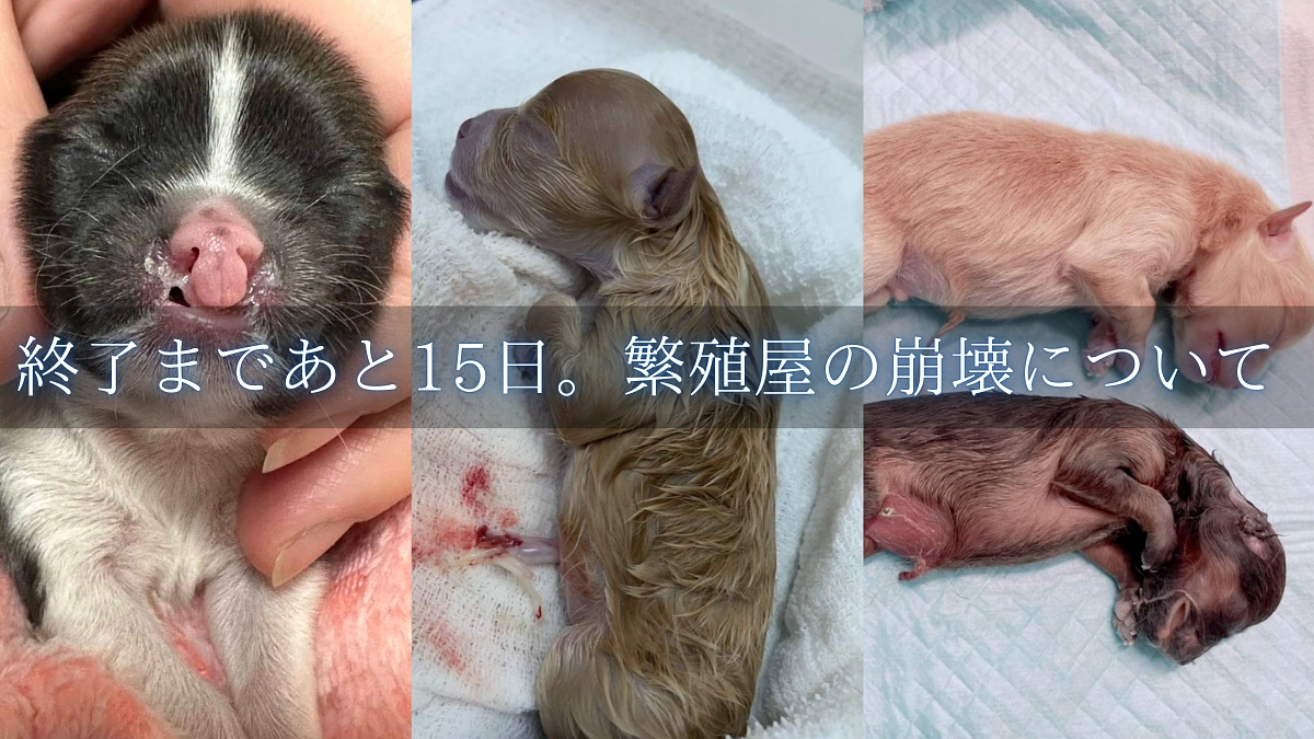 【終了まであと15日！400万円まであと37万円！】2月から始まった繁殖屋崩壊の地獄の日々から2年…