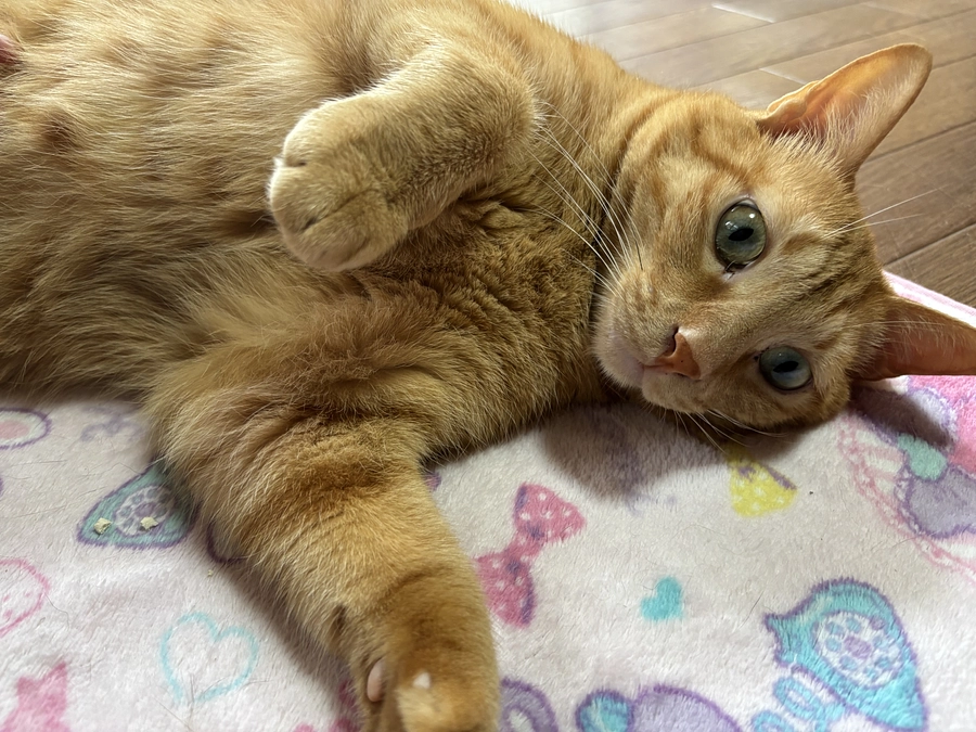 カレンダーの販売のプロジェクトを開始します