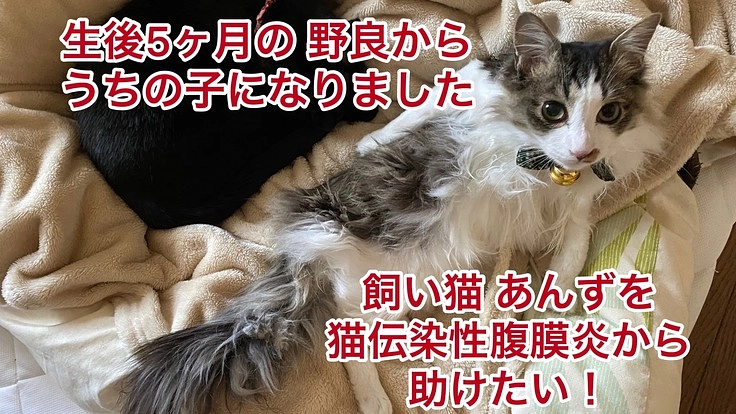 猫伝染性腹膜炎(FIP)から10か月のあんずを助けたい！