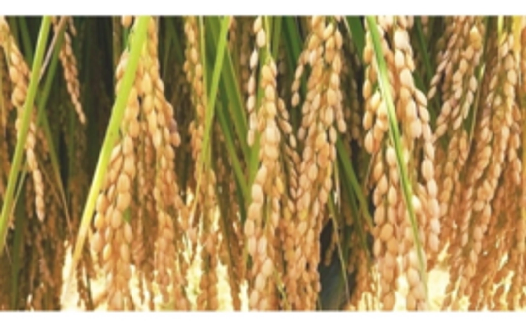 阿山農産 特別栽培米コシヒカリ「鞆田のつづみ」1kg