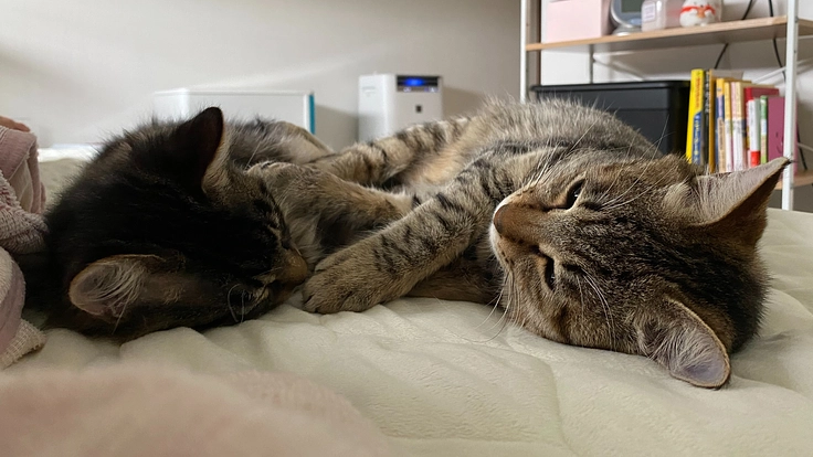 保護猫の仮住まい~自宅で保護猫譲渡型カフェを開業します!!