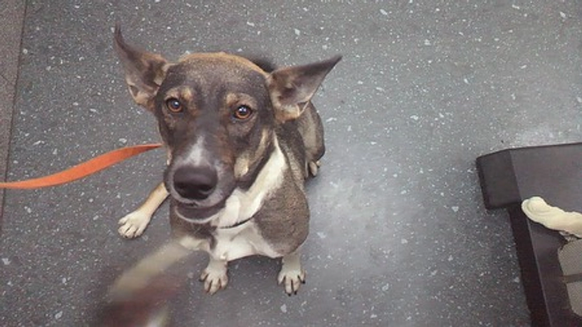 お空に登って行った子の話