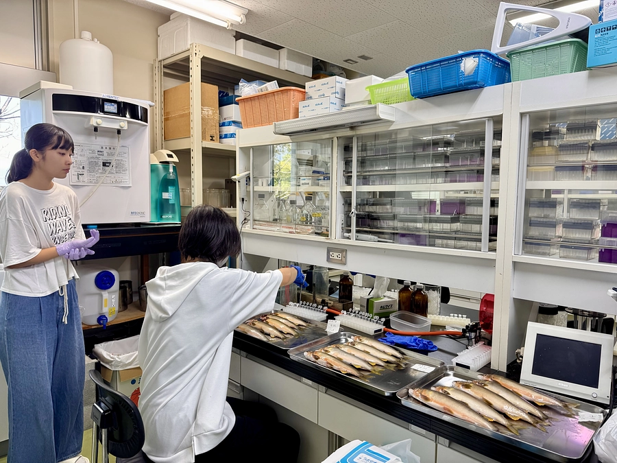 これぞ四万十あゆ！