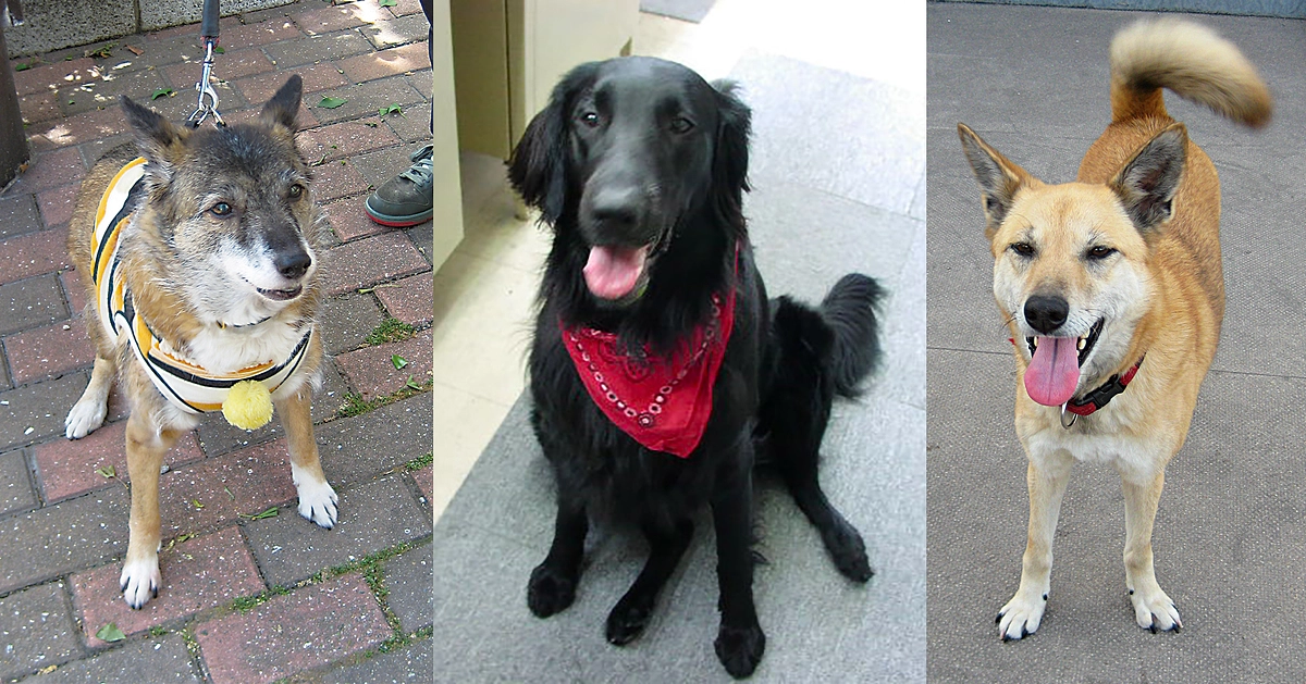 【第一目標まであと26万1千円！】発見が遅れると命を落とす危険性がある病気「胃捻転」について