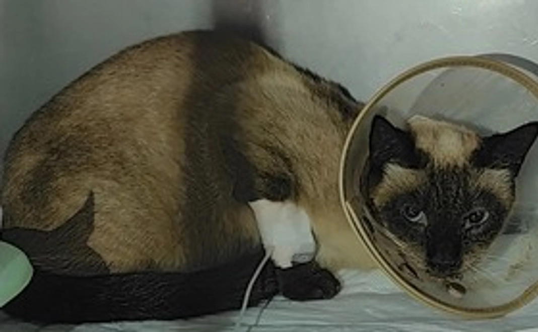 保護猫さんご支援2