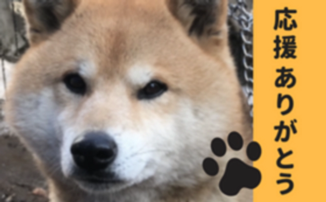 【ジャニーを応援！】お礼のメールをお送りします