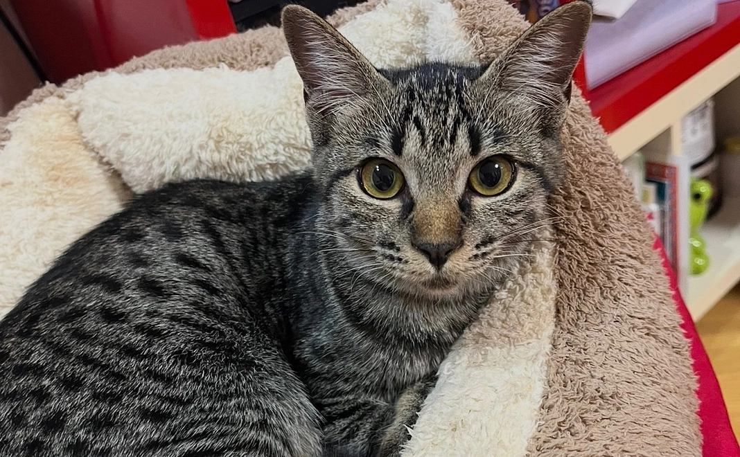 全力応援コース!30,000円