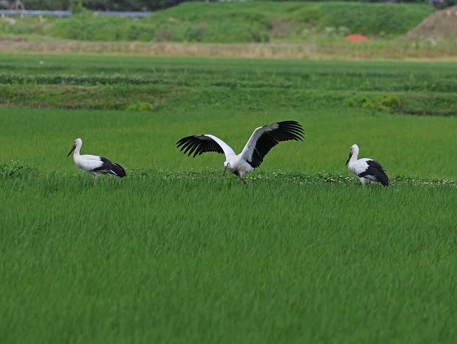 餌量調査って？