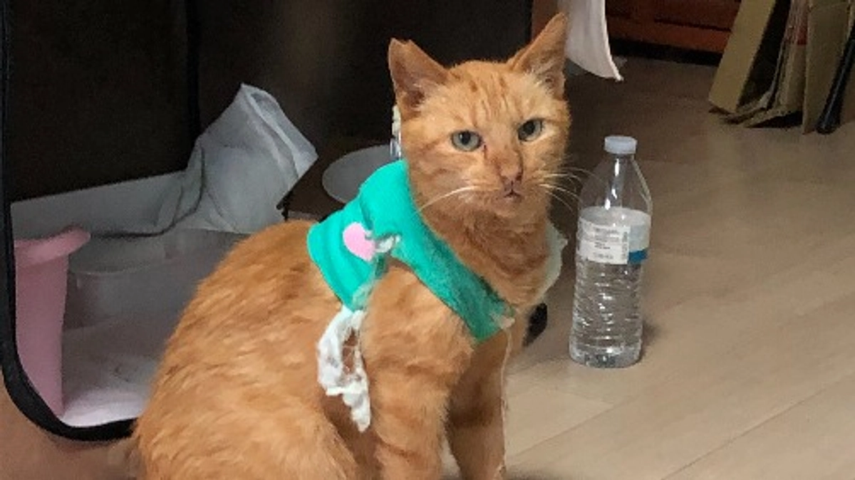 今日は３回目のぼさ命日です