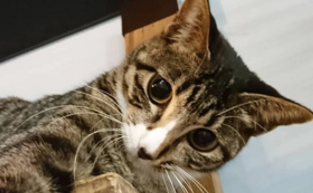 猫スペースファズ無料券