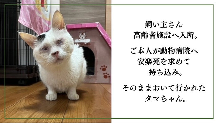 「シン・猫の森プロジェクト」〜シニア猫にも専用の部屋を作りたい〜 6枚目