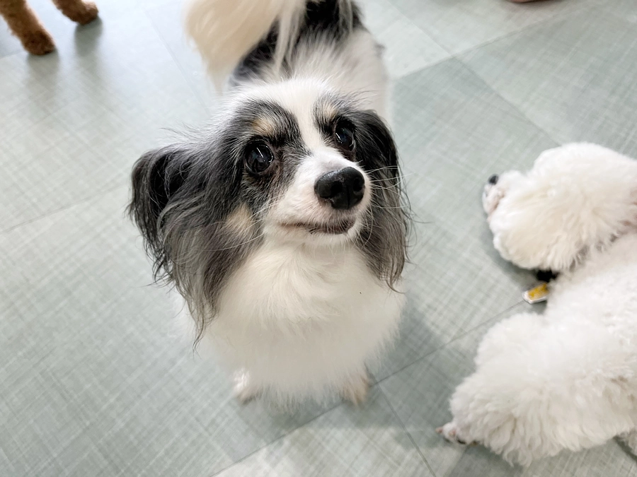 今日のチョコちゃん！(8月14日)