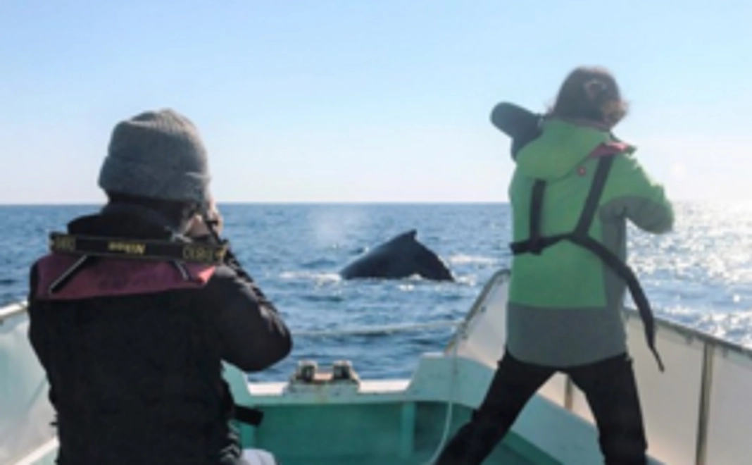 【八丈島ザトウクジラ調査隊員コース】調査の最新情報を密着フォロー