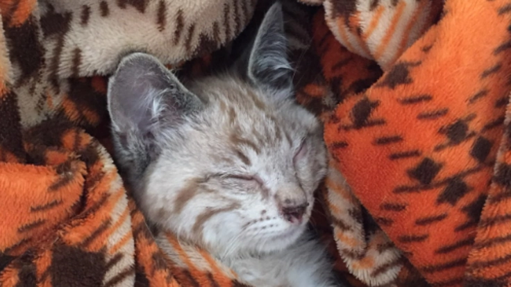 保護猫のコンちゃんを失明の危機から救いたい！