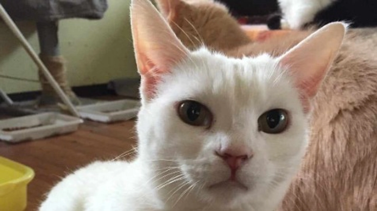 【あと残り期間は7日！】皆様へいま一度拡散のお願い<(_ _)>　