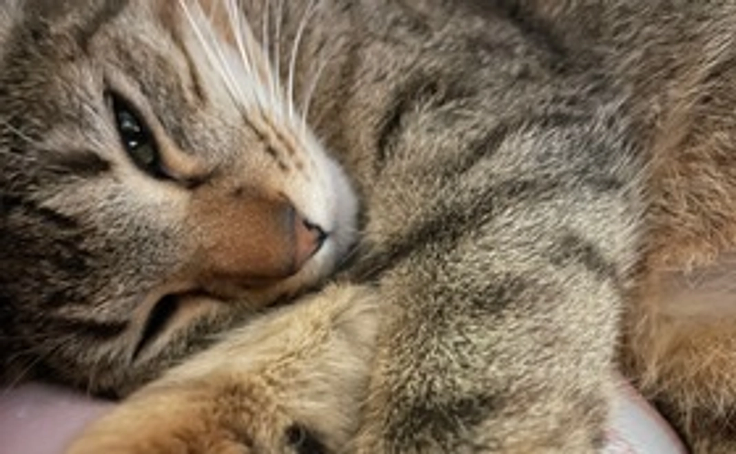 なつの写真(1000円リターン有り)