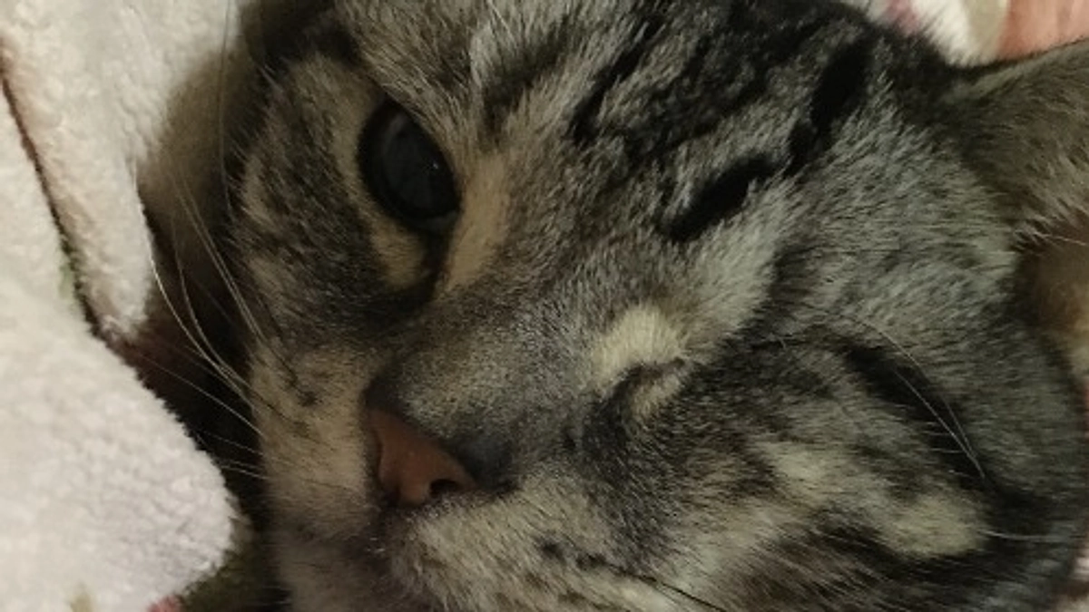 可愛い姿を撮りたい飼い主