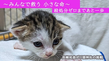 殺処分ゼロを目指し、保護猫と猫を飼いたい人のご縁を結ぶ拠点を作る