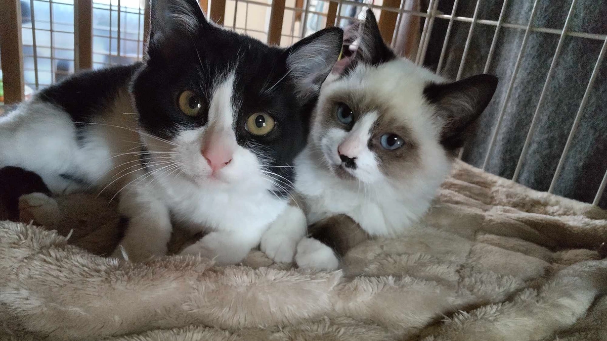 カフェに子猫がやって来た！