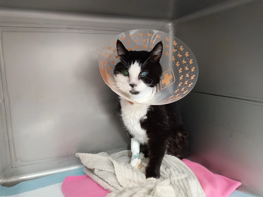 手術おわりました！がんばってくれました！お疲れ様、くろ！