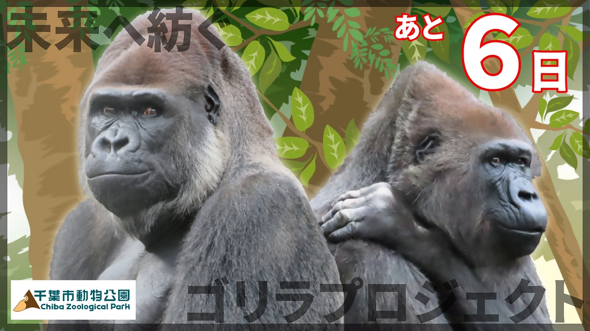 終了まであと6日！いただいた応援メッセージのご紹介