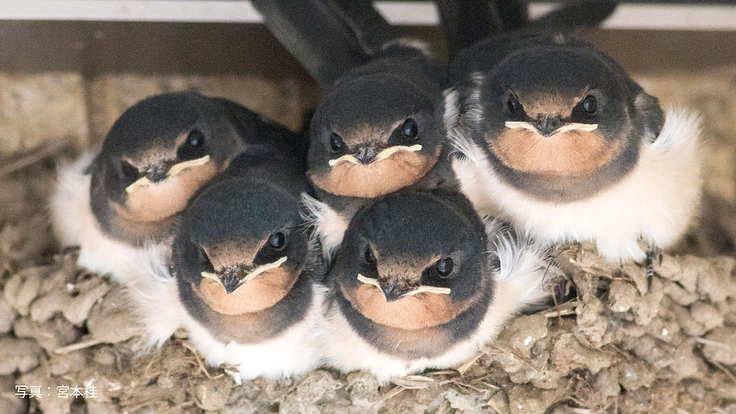 ツバメの子育てを守る活動2024