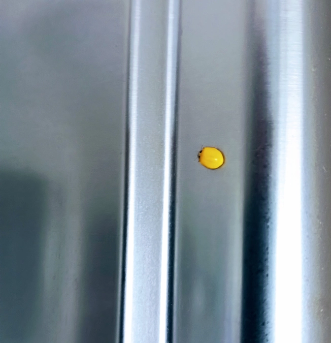 黄色いテントウムシが舞い込んできました！