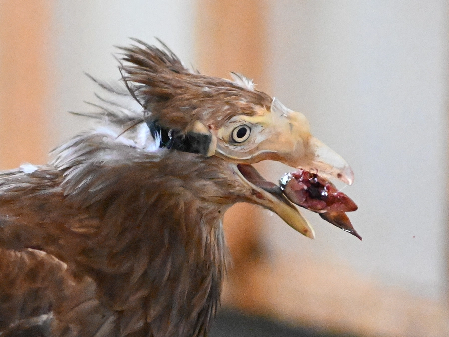 ベック、義嘴を着けない日がある理由