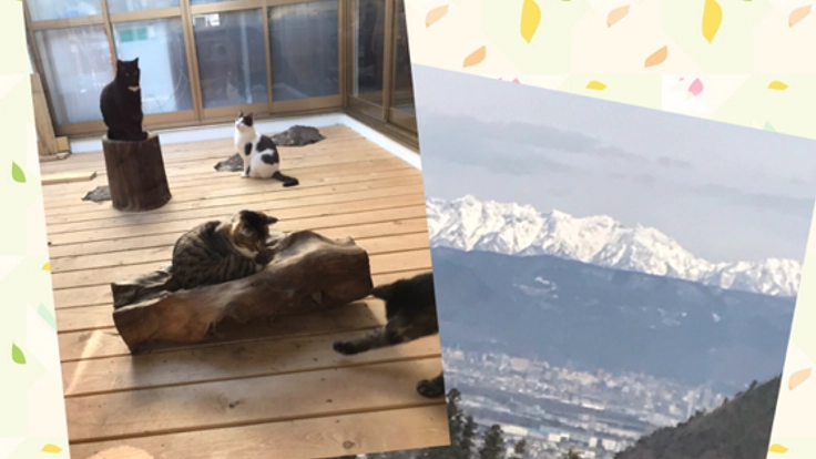 保護猫カフェをバリアフリーに！介護施設入所者さんに猫と絶景を