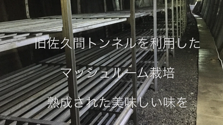 旧佐久間の幻のトンネルで、天然マッシュルームを栽培したい!