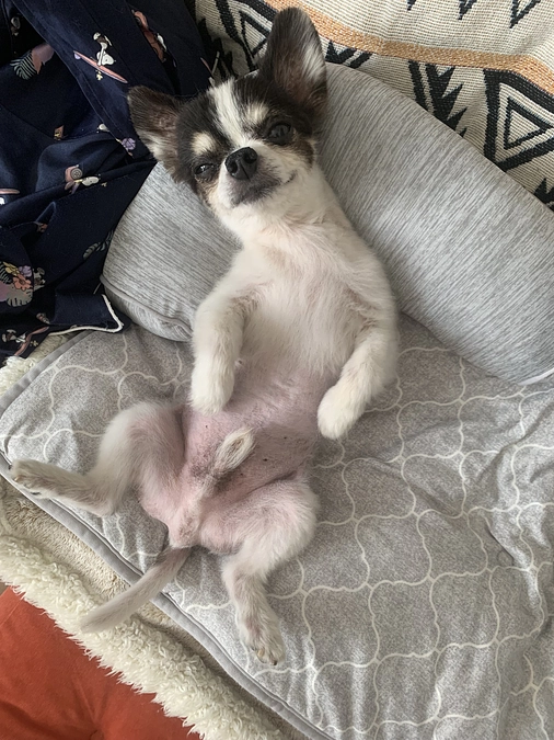 手術に向けた経過🏥