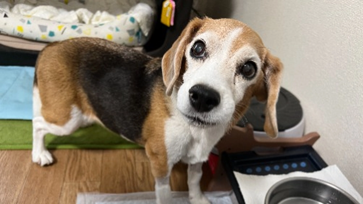 10/4 ステロイド剤と整腸剤が効かない