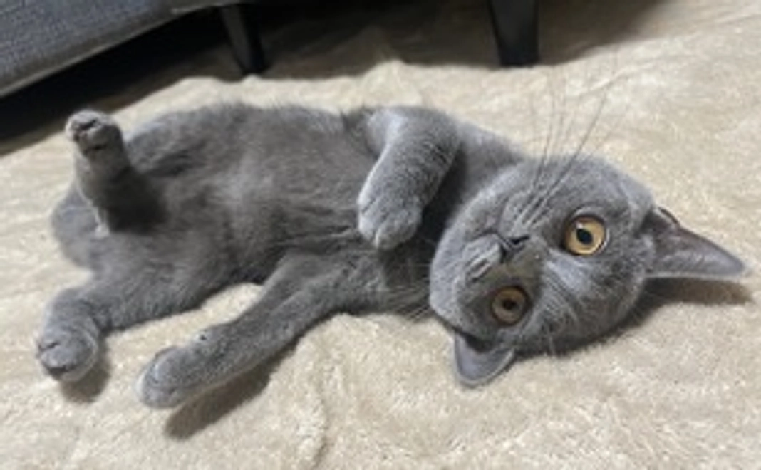 うなちゃん感謝のメール