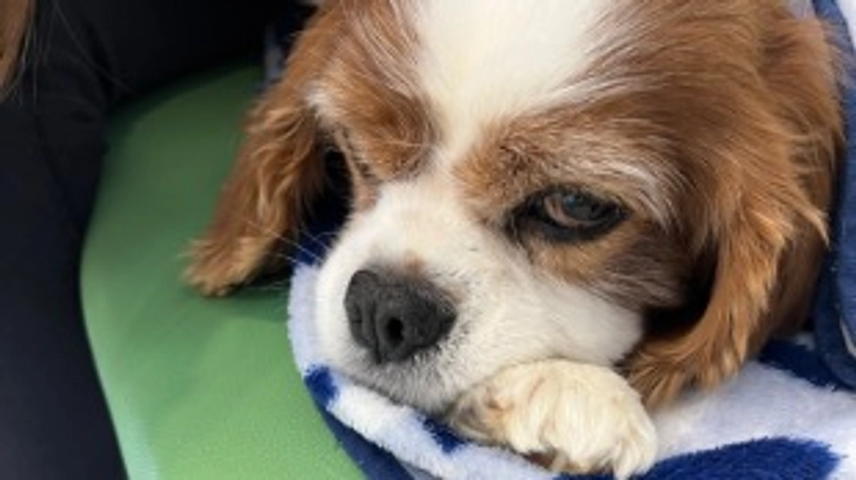 術後12日目です。ルイちゃん中々元気になりません…