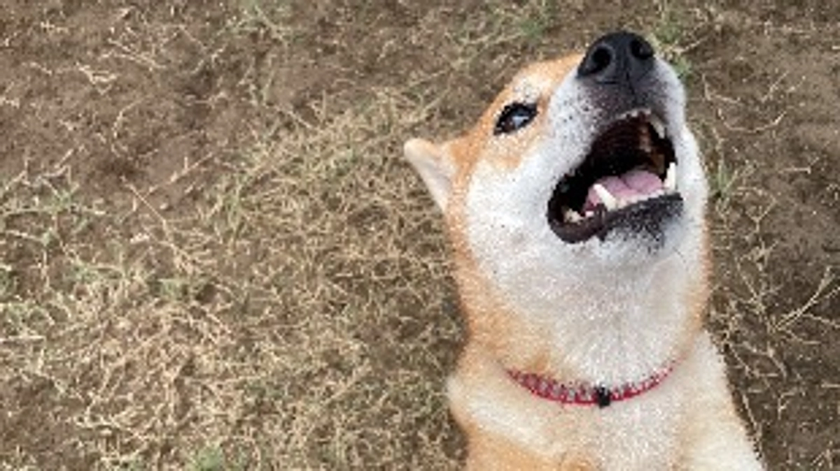 支払い報告など