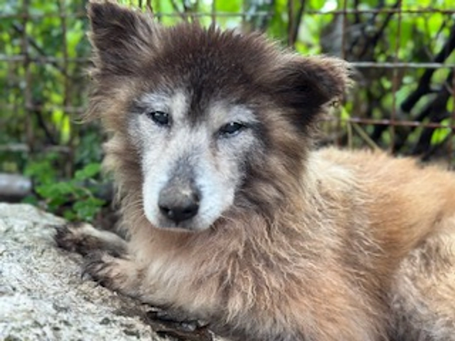 マンスリーサポーター募集します