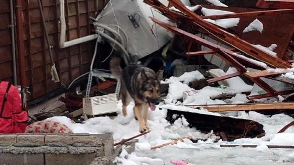 令和6年能登半島地震　災害救助犬出動