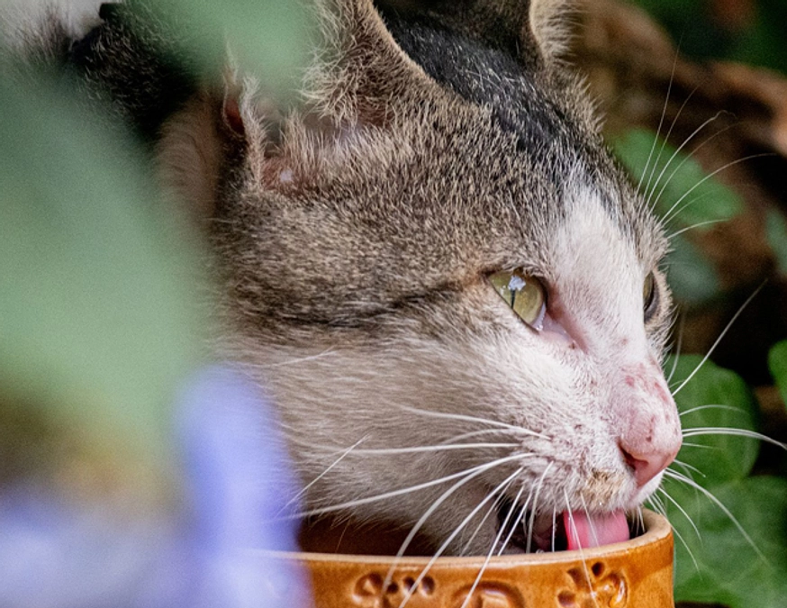 7月さくらねこ無料不妊手術実施予定数